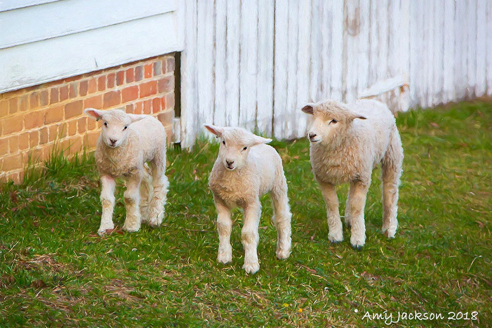 3 Little Lambs