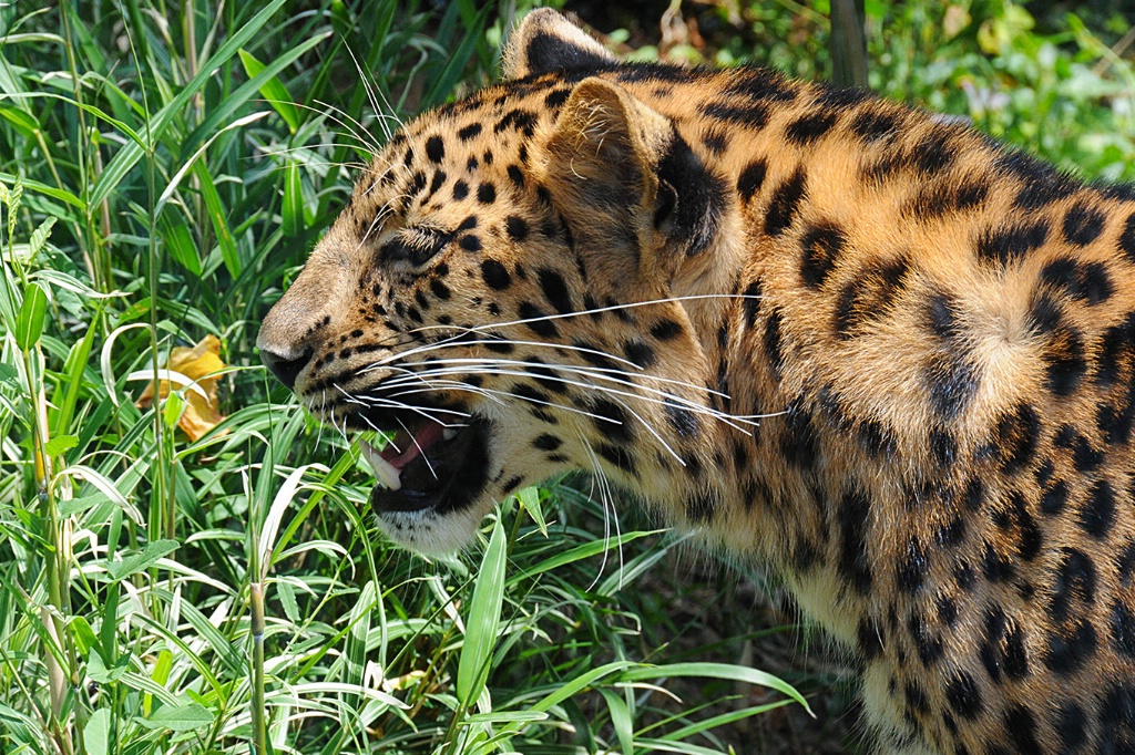 Rare Amur Leopard II - ID: 15553182 © William S. Briggs