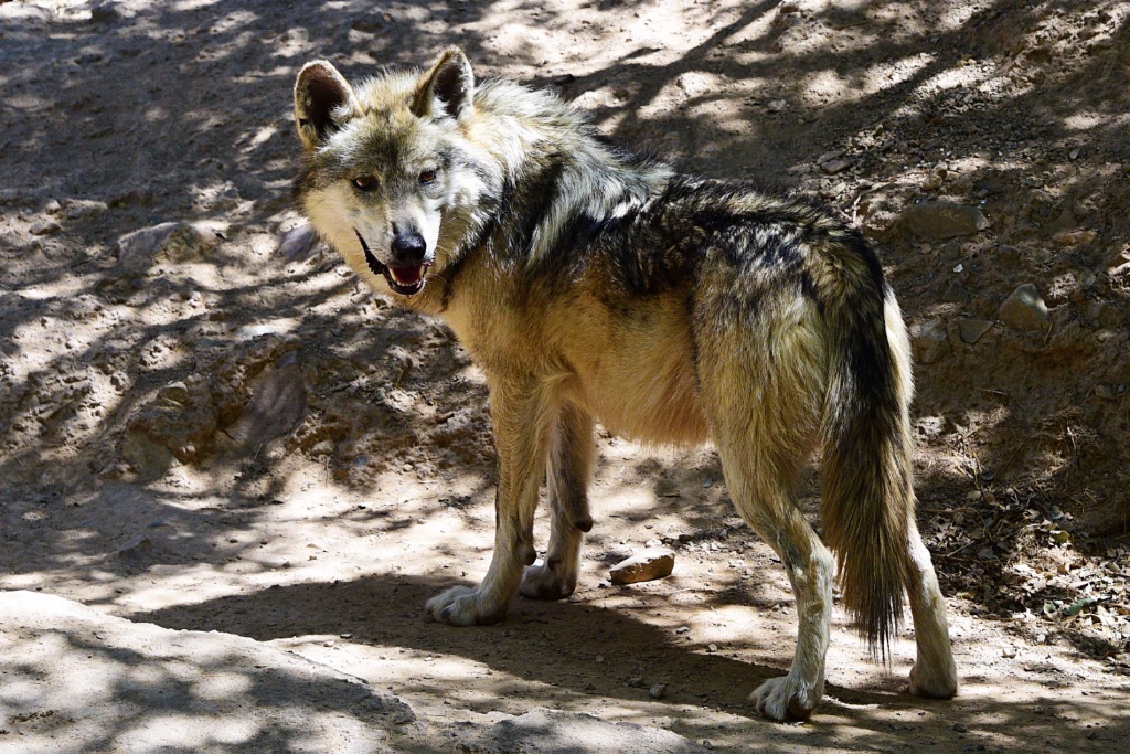 El Lobo - ID: 15553379 © William S. Briggs