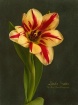 Starburst Tulip