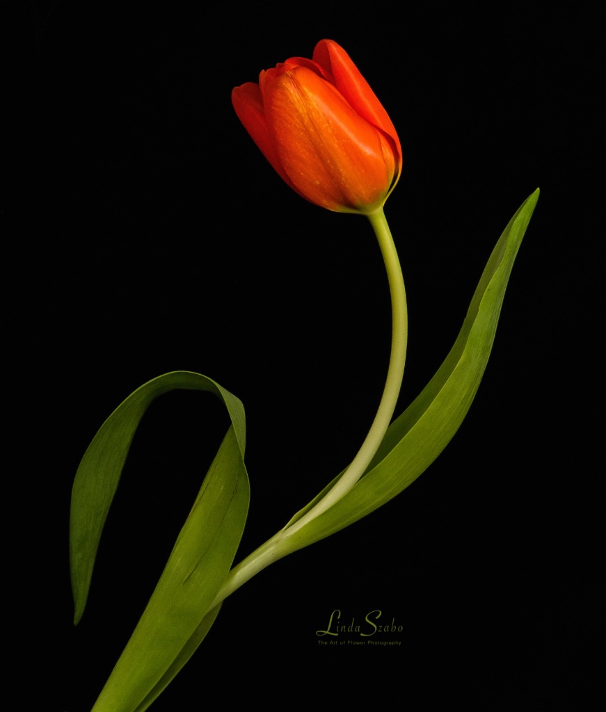 Swaying Tulip