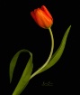 Swaying Tulip