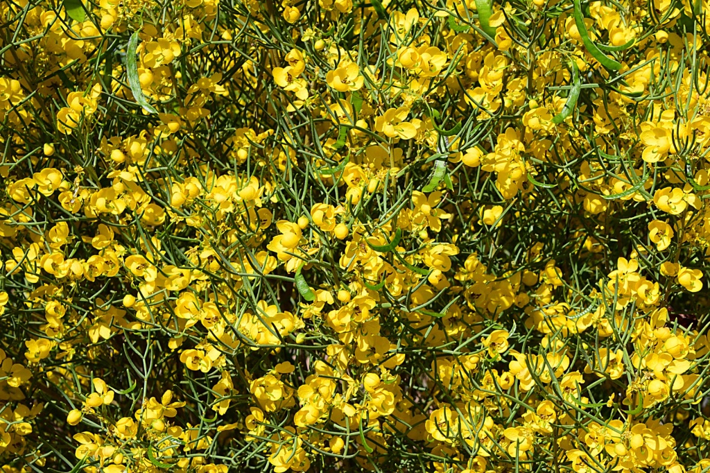 Springtime in Green Valley, Arizona - ID: 15553484 © William S. Briggs