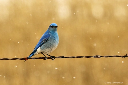 Mountain Bluebird in Snow