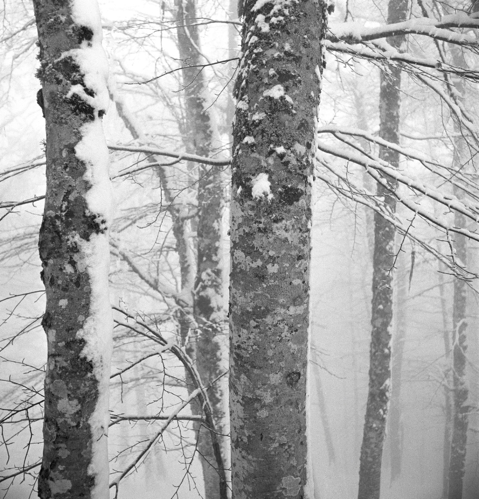 Trees in winter fog.