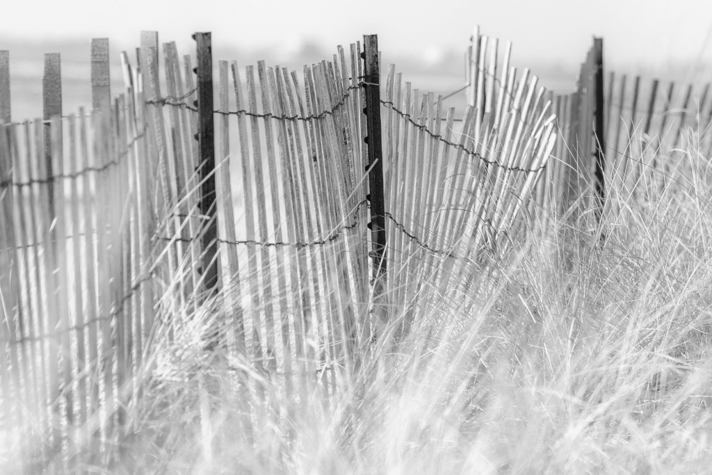 Fence Line