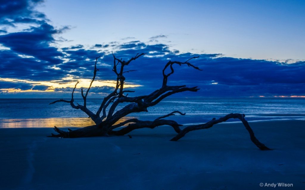 Dawn At Driftwood Beach