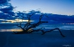 Dawn At Driftwood...