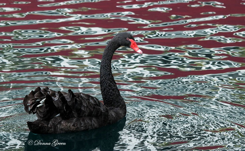 Black Swan - ID: 15553552 © Robert/Donna Green