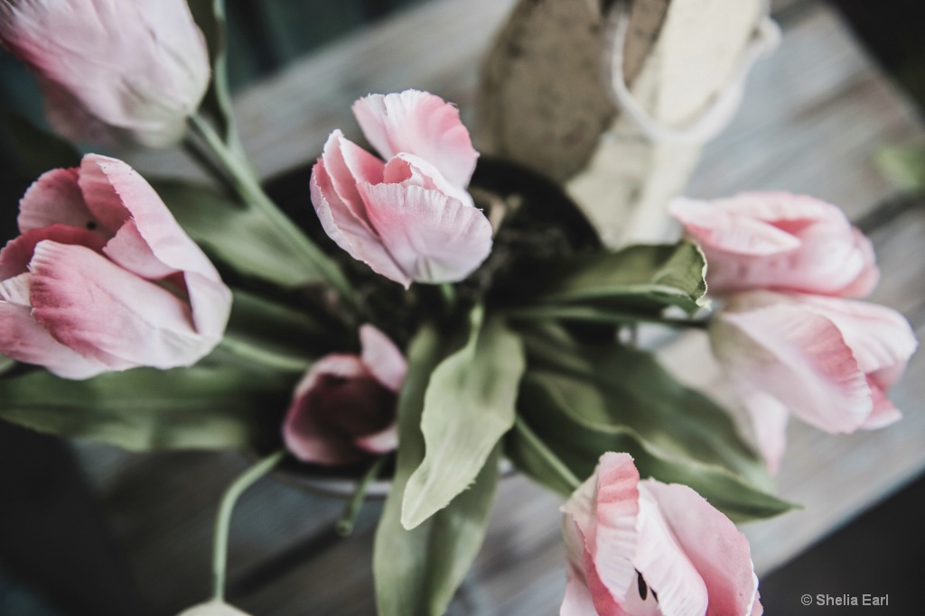 Faded Tulips - ID: 15553712 © Shelia Earl