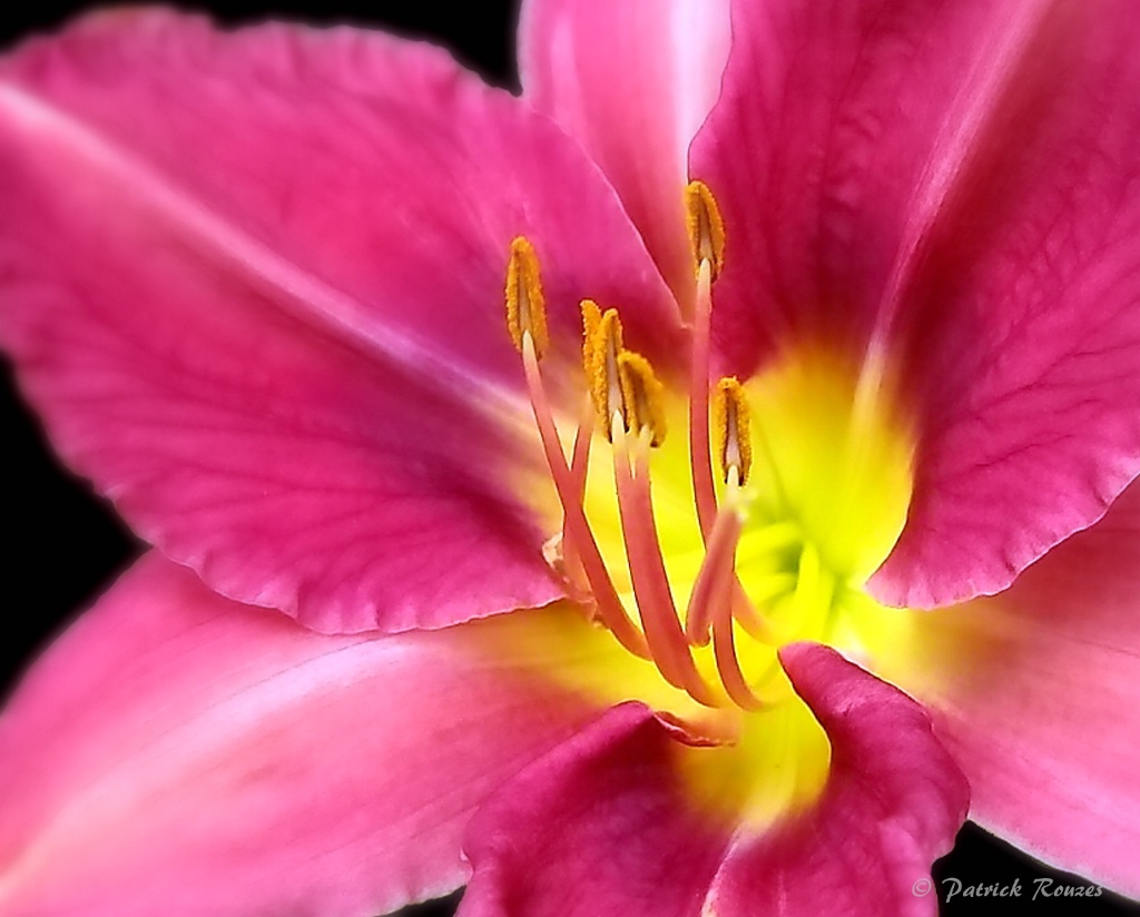 Pink & Yellow Lily
