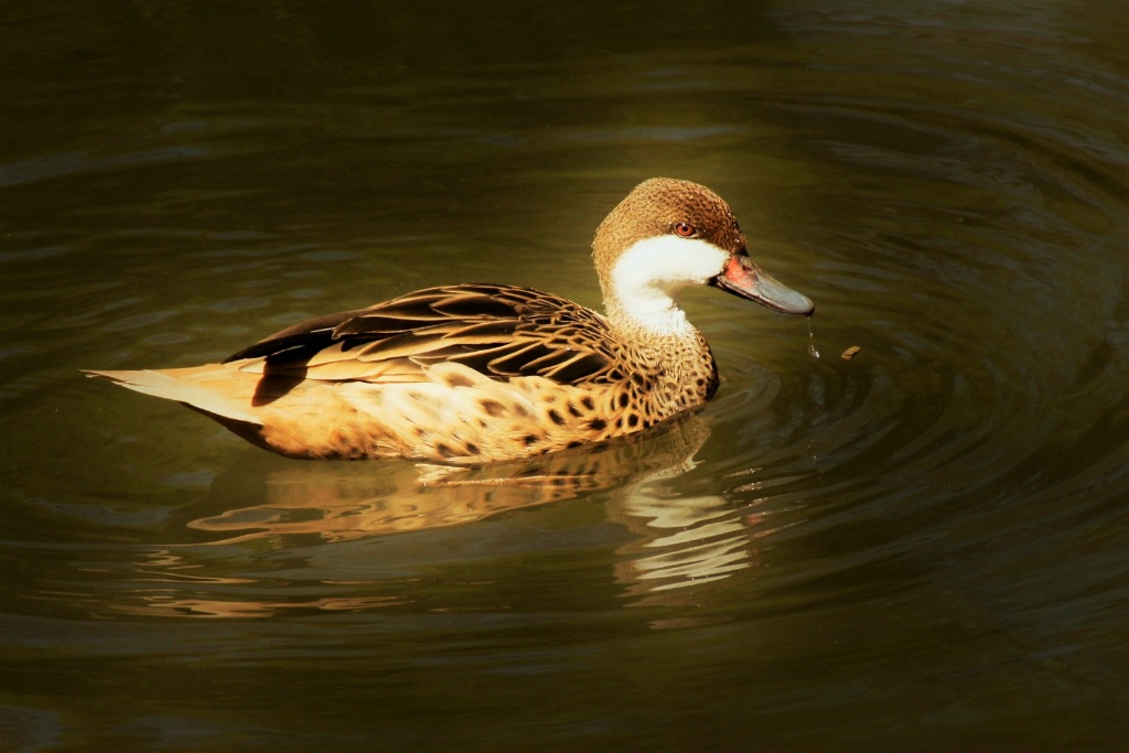 Female Mallard 