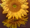 Kansas Flower