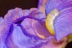 Go Purple