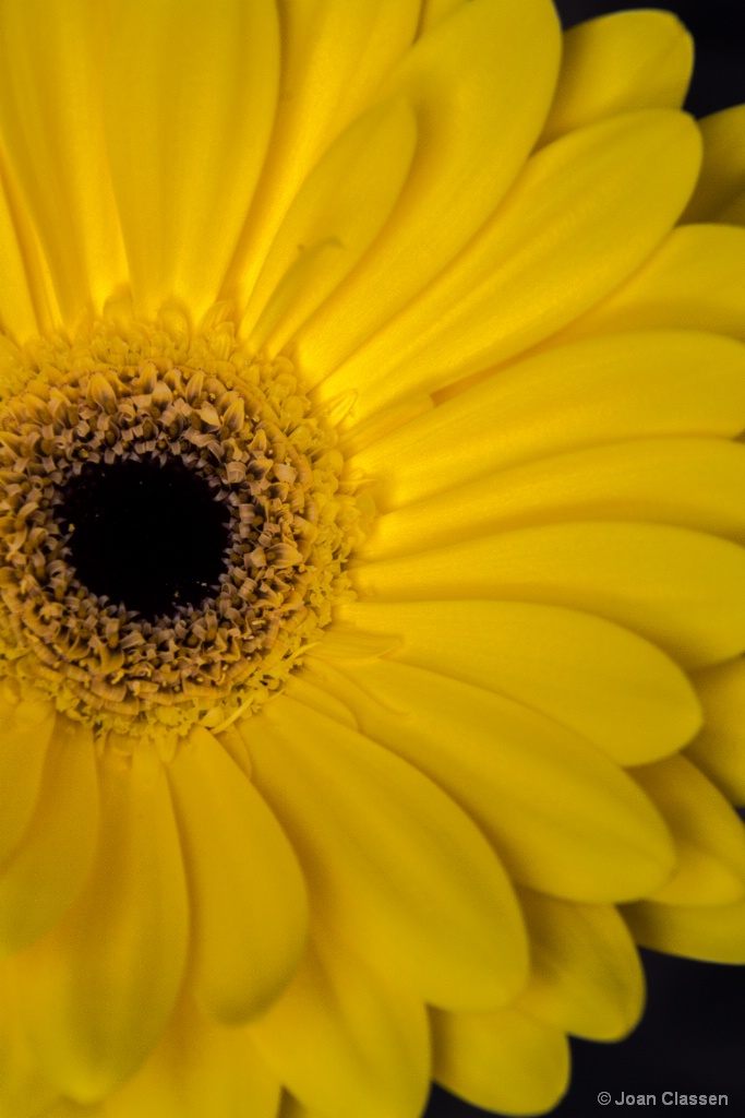 Gerbera