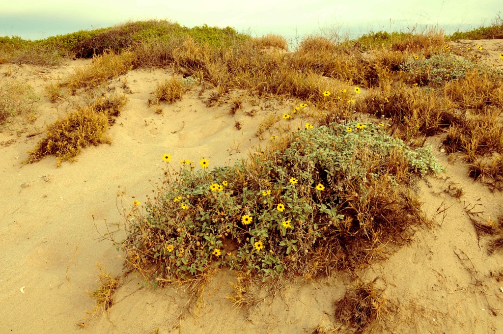 Flowers on The Dunes - ID: 15554098 © William S. Briggs