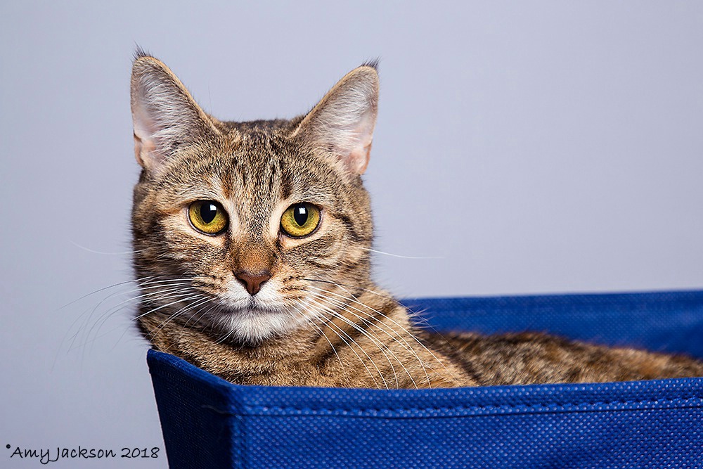 Cat in a Bin