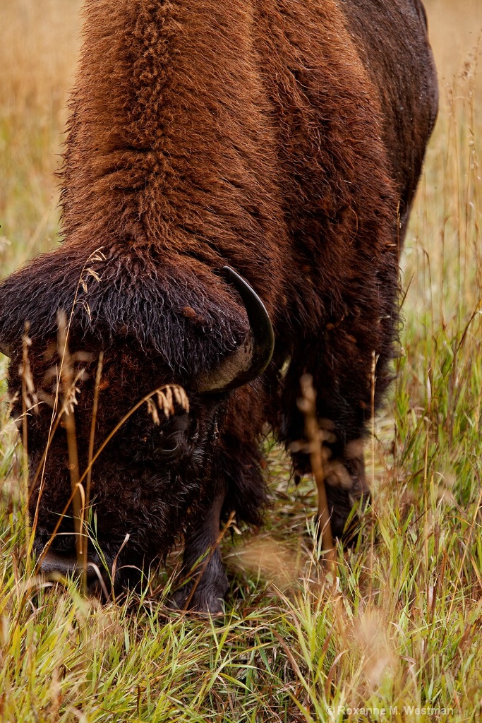 Buffalo 1 - ID: 15554197 © Roxanne M. Westman