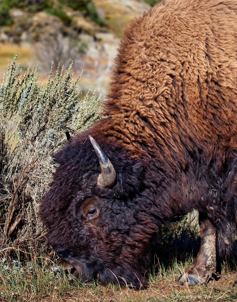 Buffalo 3 - ID: 15554199 © Roxanne M. Westman