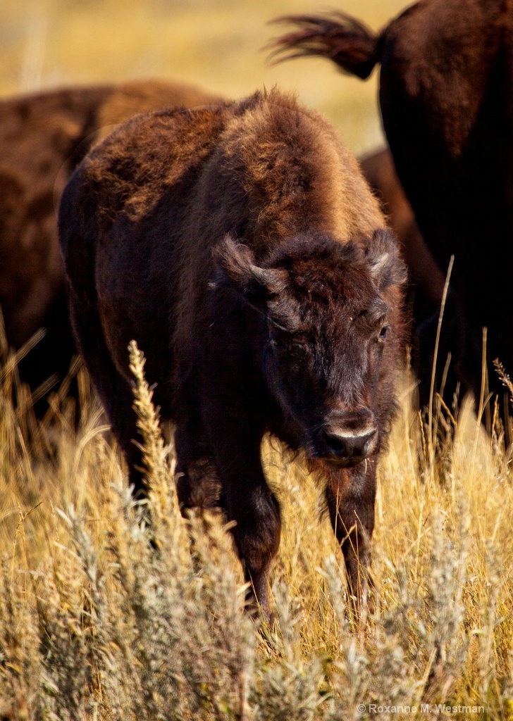Buffalo calf - ID: 15554200 © Roxanne M. Westman