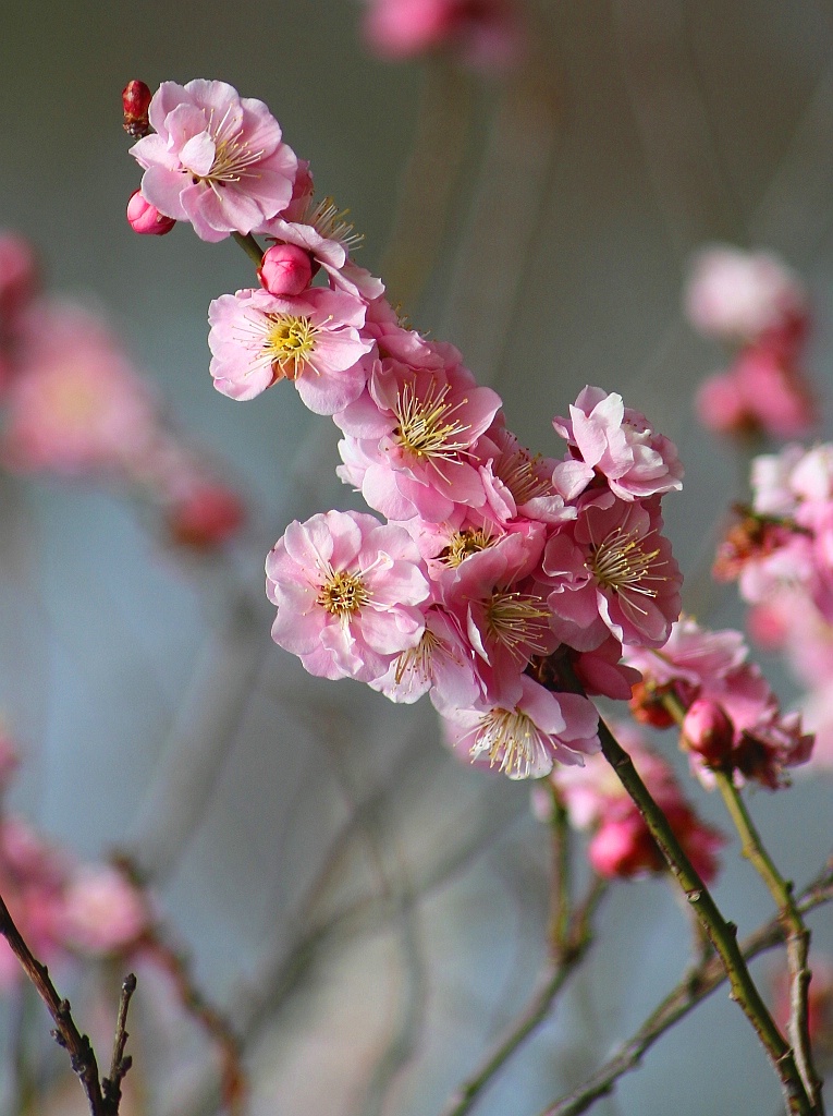 Cheerful Cherry Blossoms