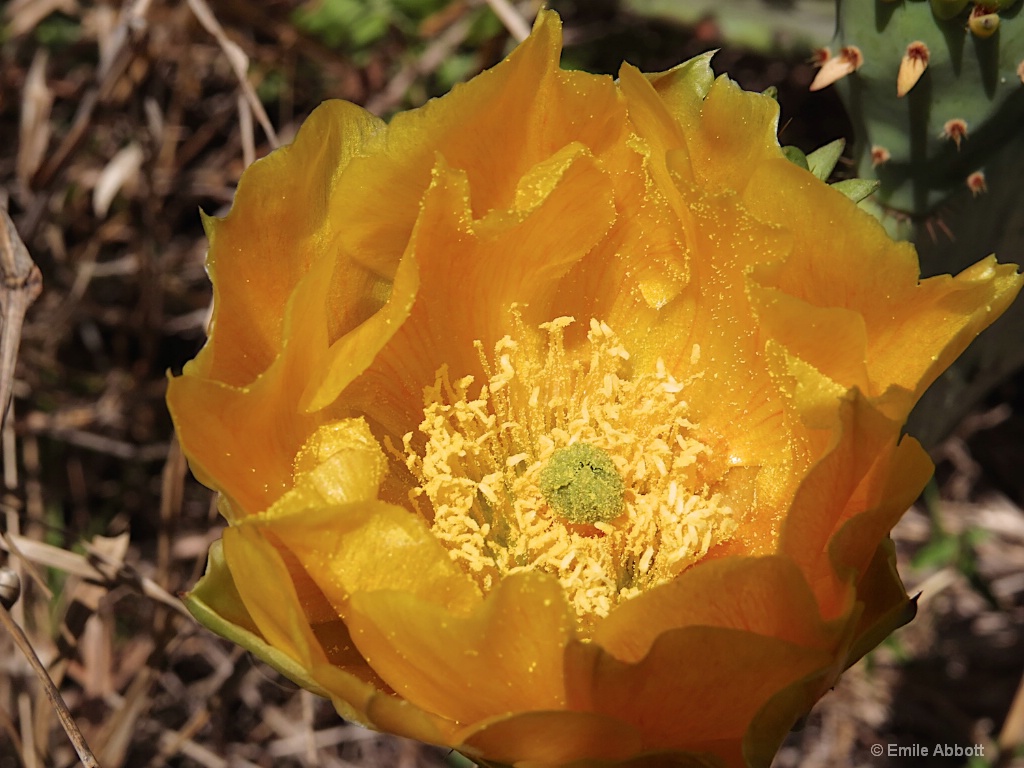 Touch of yellow - ID: 15554406 © Emile Abbott