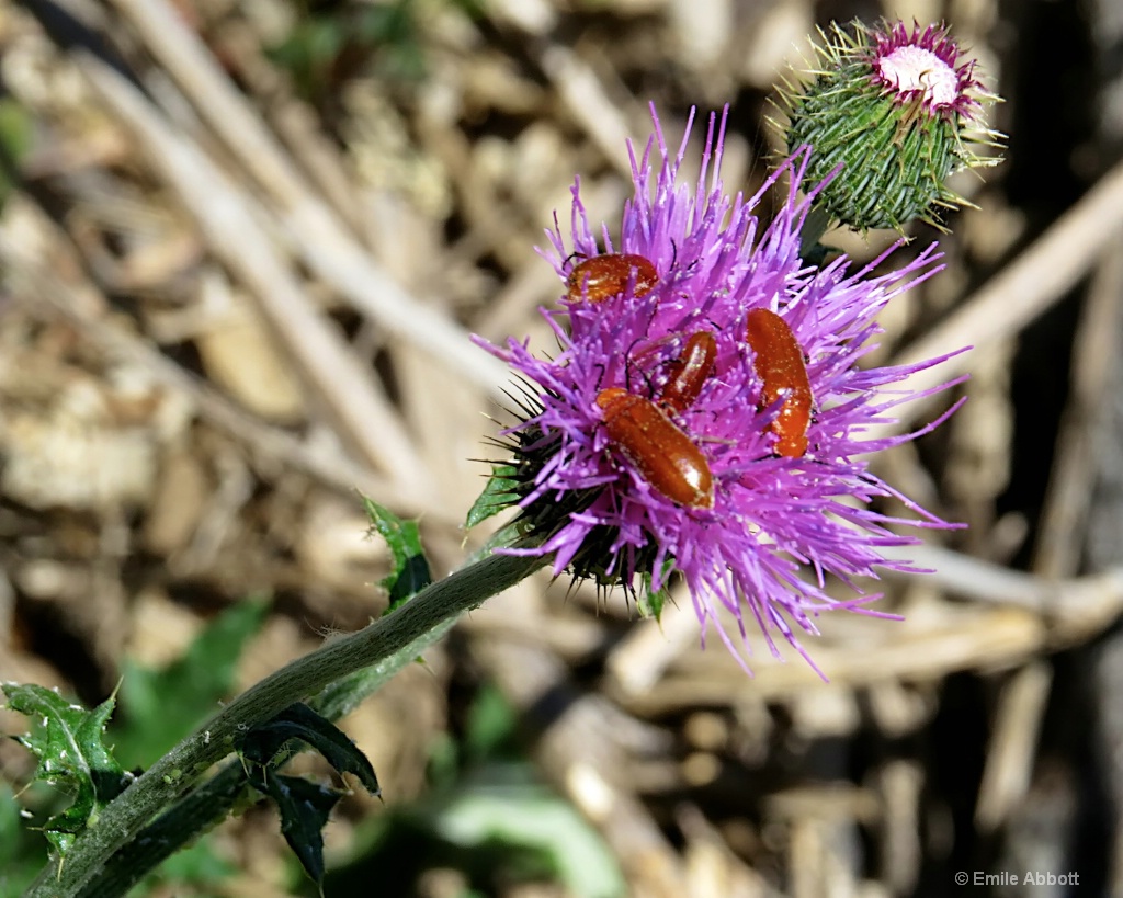 Buggy - ID: 15554407 © Emile Abbott