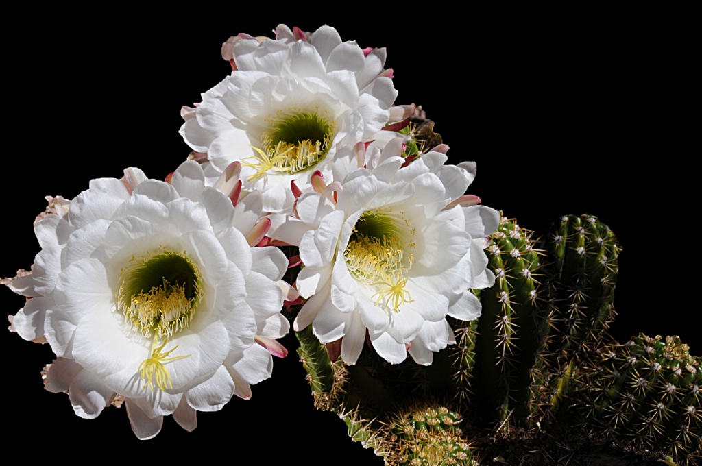 Spring Cactus Flowers - ID: 15554422 © William S. Briggs
