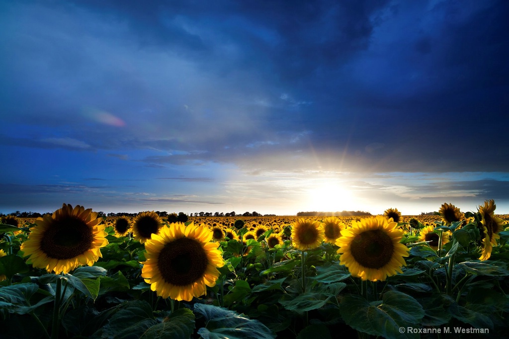 Stormy sunflowers in North Dakota