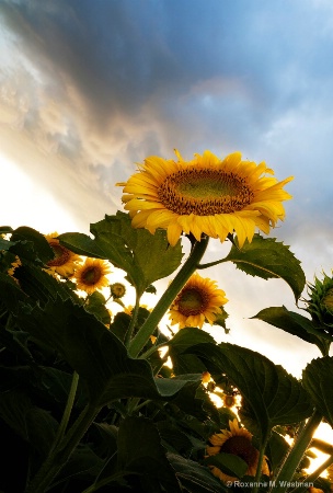 Sunflower in the clouds
