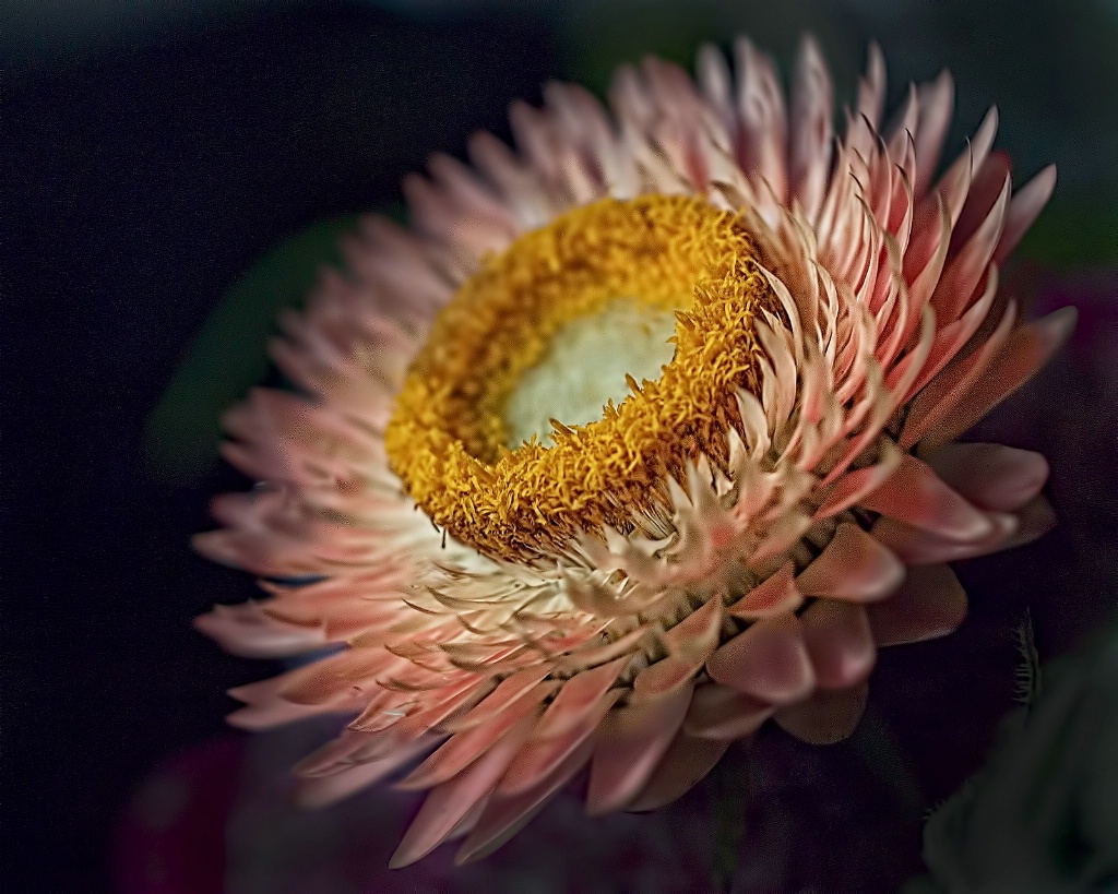 Straw Flower