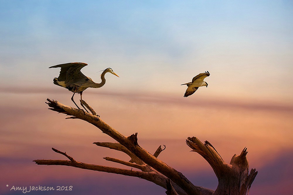 Heron and Osprey at Sunset