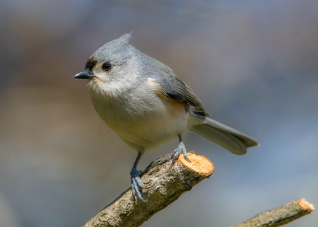 Tufted Titmouse