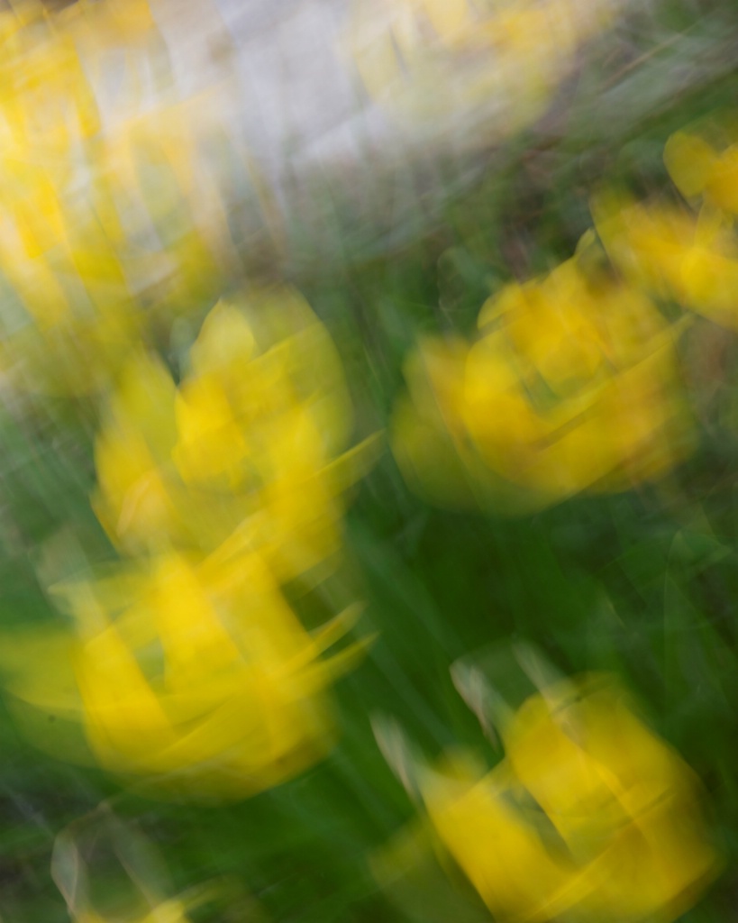 Impressionistic Daffodils
