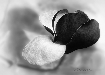 Black magnolia