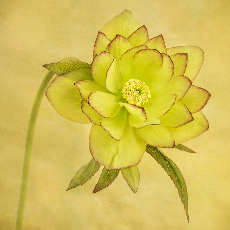 Yellow Hellebore 1