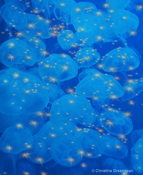 Jellyfish Jubilee