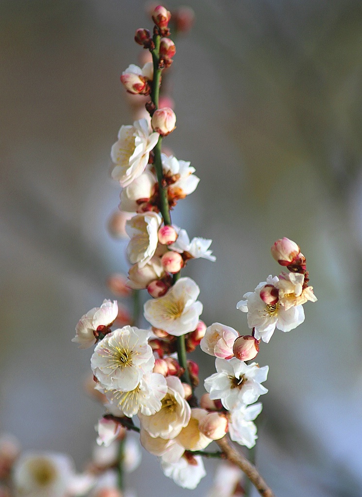 White Cherry Blossoms