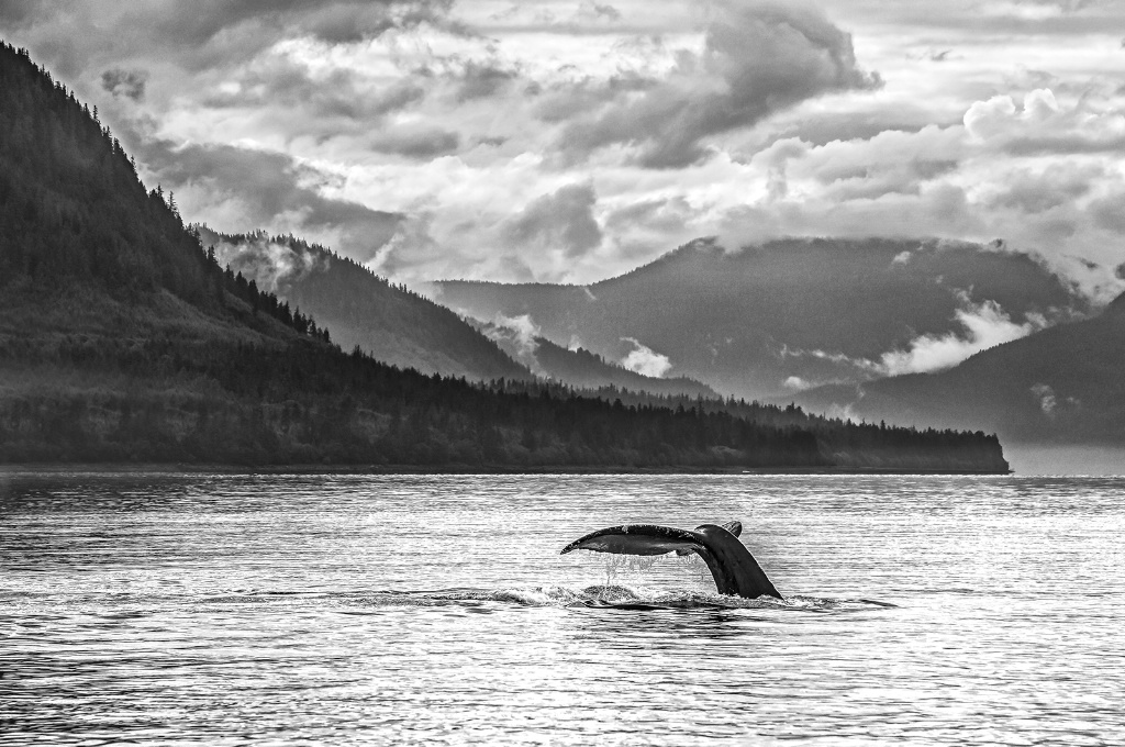 Humpback Tail     