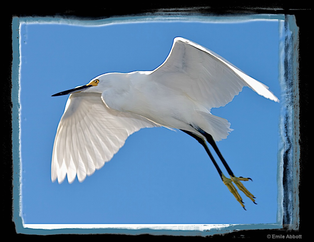 Flying high - ID: 15556317 © Emile Abbott