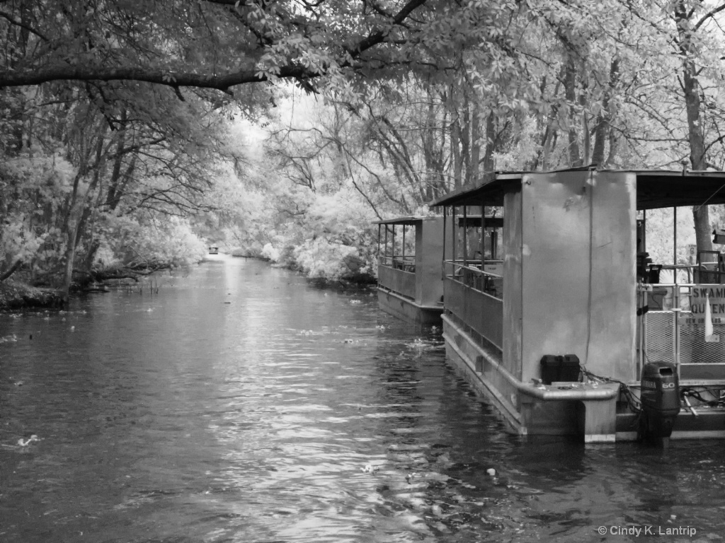 Swamp Tour