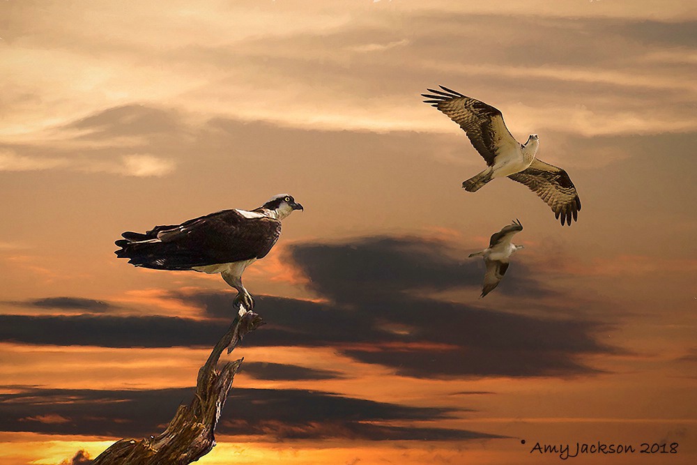 Ospreys at Sunset