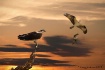 Ospreys at Sunset