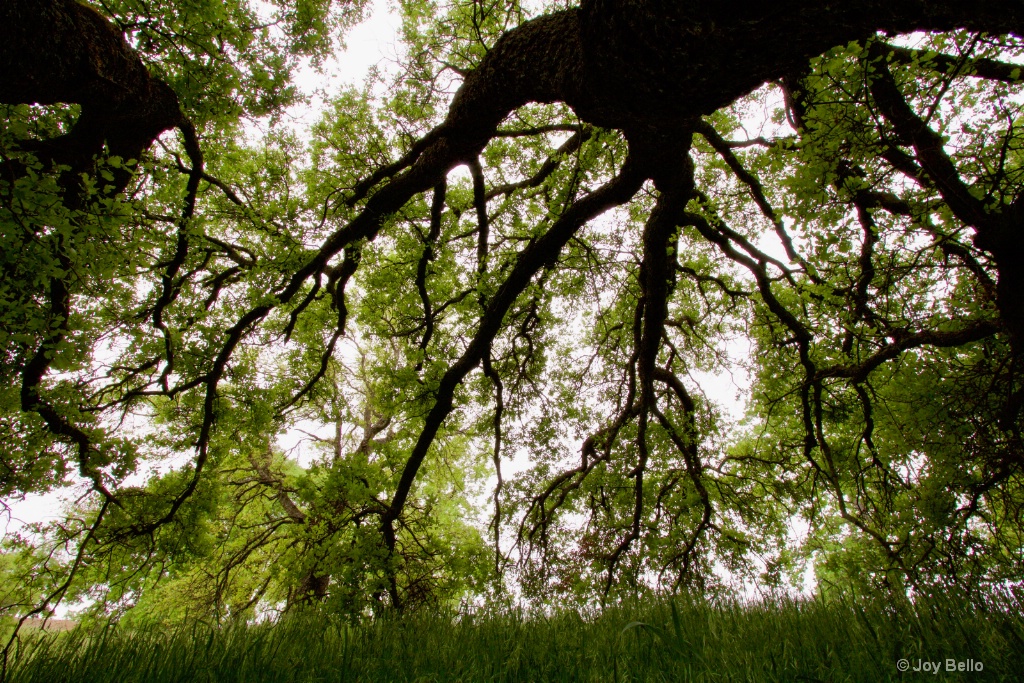 Spreading Oak