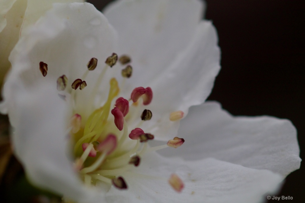 Pear blossom