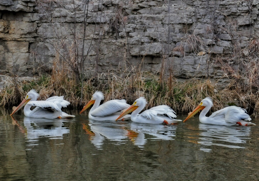 Pelicans In A Row