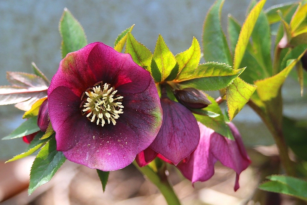 Hellebore