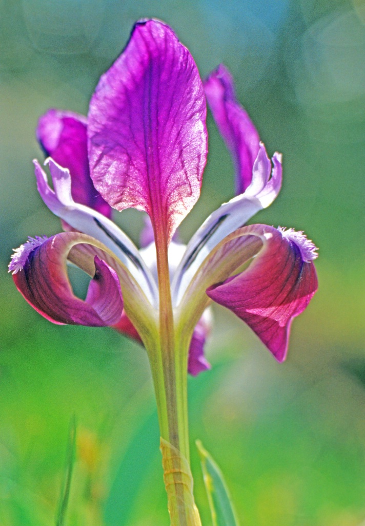 Iris in the field.