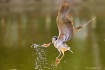 Egret