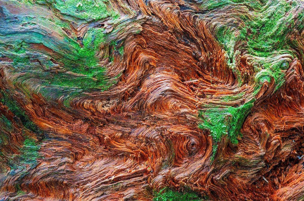 Bark Swirl - Redwood National Park - ID: 15556946 © John E. Hunter